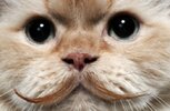 mustache-cat-23v3.jpg