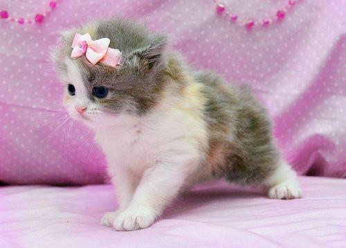cute-kitty-pink-stylish-Favim.com-441052.jpg